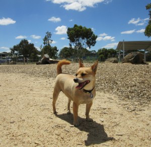 Tiffany at Craigieburn Dog Park