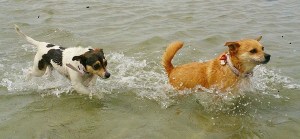 Co & Tiffany keeping cool during summer at Altona Dog Beach