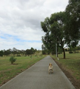 Boeing Reserve walking trail