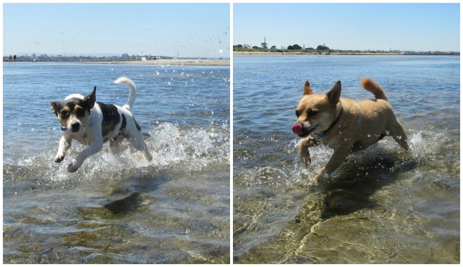 Altona Dog Beach