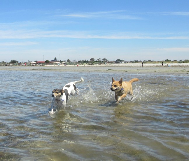 Altona Dog Beach