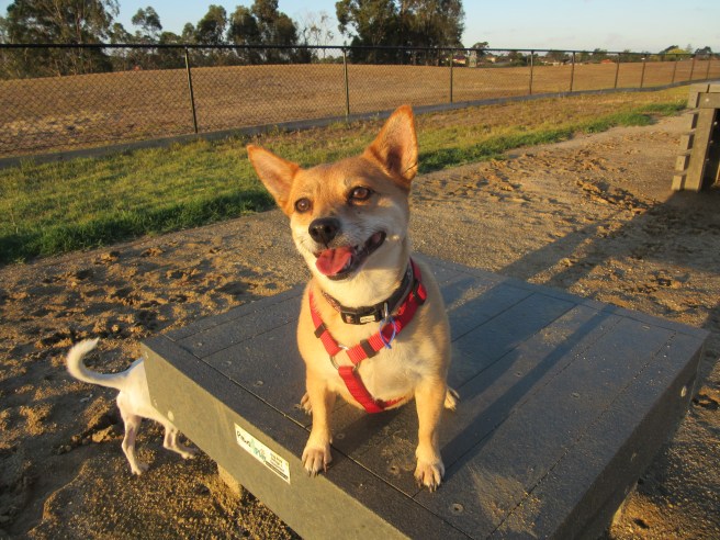 Tiffany at Green Gully Reserve Dog Park