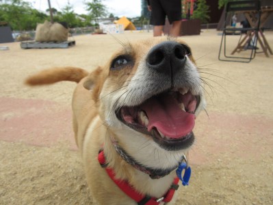 Tiffany loved meeting some new dogs, exploring and receiving lots of attention!