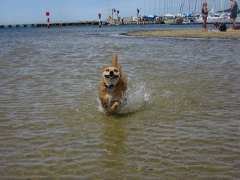 brighton dog beach